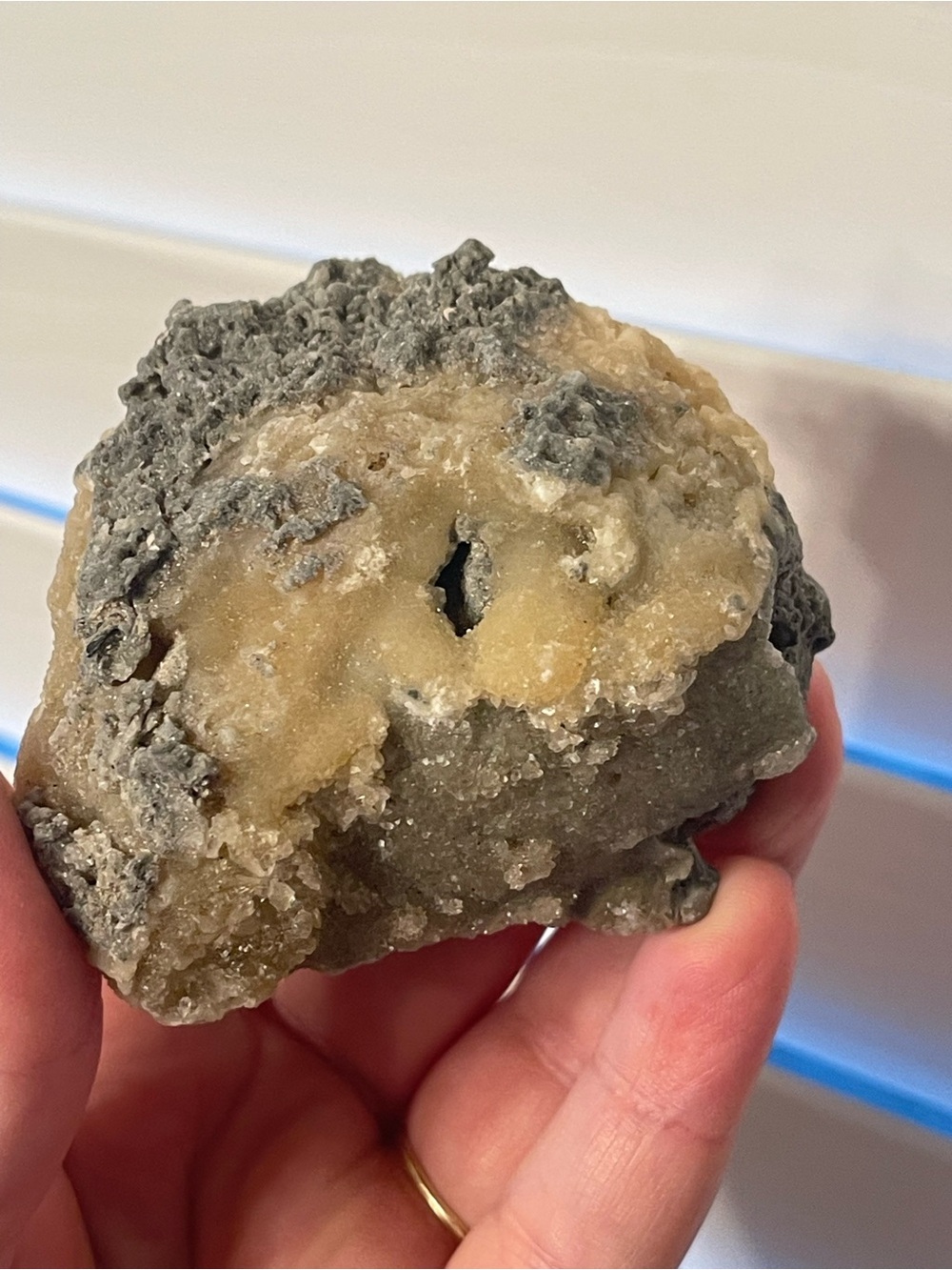 Fossilized clam shell with calcite from Florida